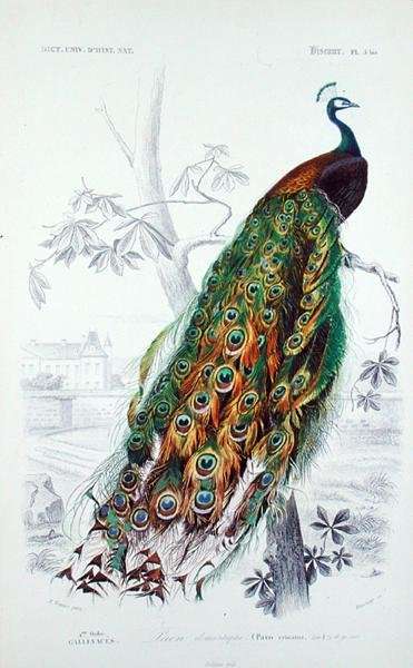 The Peacock, illustration from Le Dictionnaire dHistoire Naturelle by Charles dOrbigny, engraved by A. Fournier by Thomas Hosmer Shepherd