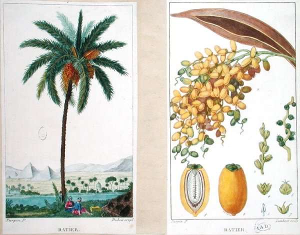 Date tree and fruit,early nineteenth century by Thomas Hosmer Shepherd