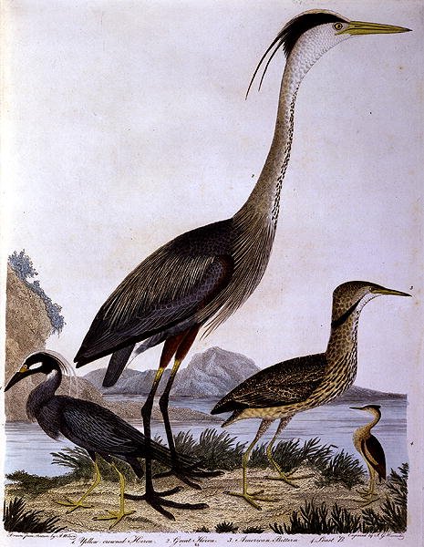 Herons, engraved by I. G. Marnicke