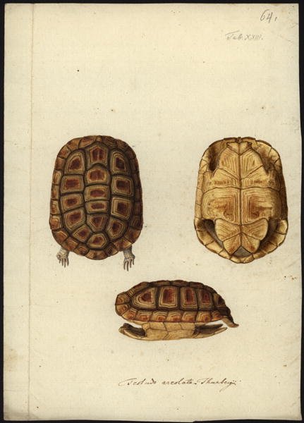 Homopus areolatus, before 1792