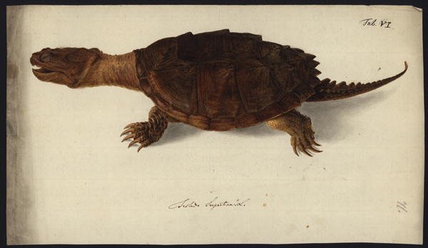 Chelydra serpentina, before 1792