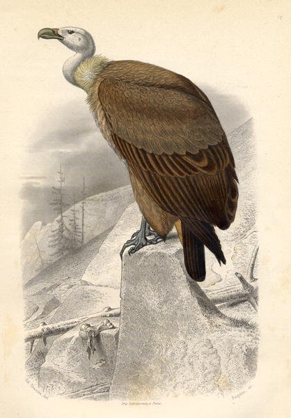 The Fawn Vulture, engraved by Paquien