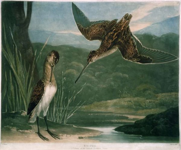 Snipes, plate 3 of British Feather Game, engraved by the artist, pub. by R. Ackermann, c.1810