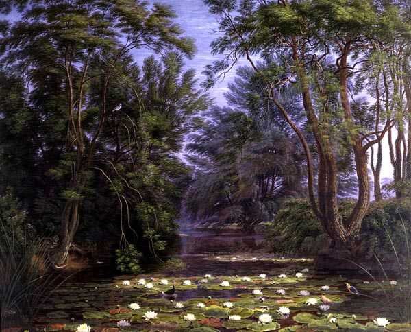 River Cherwell Waterlilies