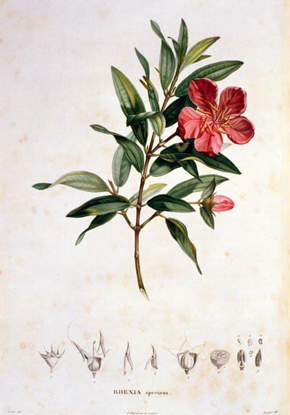 Rhexia speciosa, engraved by Bouquet, plate 4 from Part VI of Voyage to Equinoctial Regions of the New Continent by Friedrich Alexander, Baron von Humboldt 1769-1859 and Aime Bonpland 1773-1858 pub. 1806