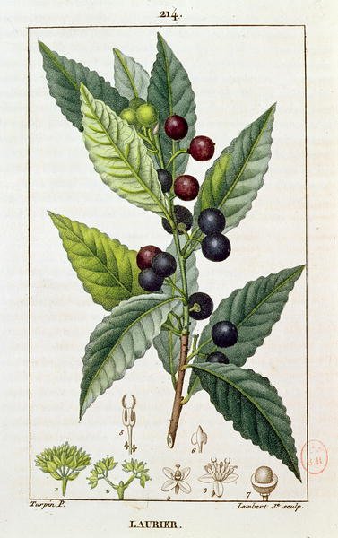 Laurel, botanical plate, c.1810