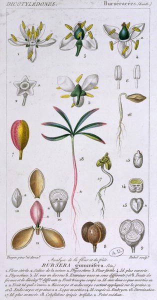 Bursera Gummifera, engraved by Rebel c.1810-20