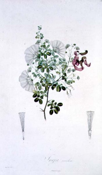 Inga excelsa, engraved by the artist, plate 18 from Voyages of Humboldt and Bonpland, by Freidrich, Baron von Humboldt 1769-1859 and Aime Bonpland 1773-1858 1819