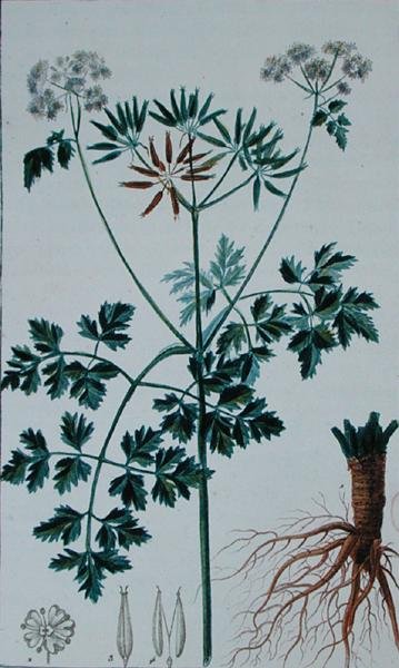 Botanical Plate depicting Chervil, from Flore du Dictionnaire des sciences medicales by Francois Pierre Chaumeton 1775-1819, published 1813-1820