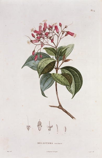 Melastoma coccinea, engraved by Bouquet, plate 14 from Part VI of Voyage to Equinoctial Regions of the New Continent by Friedrich, Baron von Humboldt 1769-1859 and Aime Bonpland 1773-1858 pub. 1806