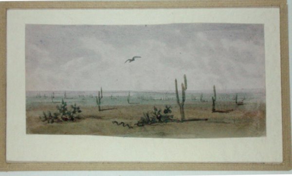 The American Boa Constrictor