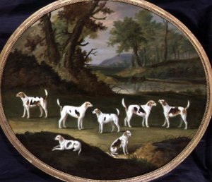 Harriers in wooded landscape