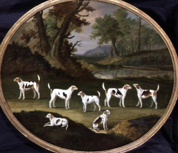 Harriers in wooded landscape