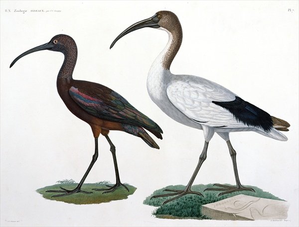 Ibises, from Description de lEypte, 1817