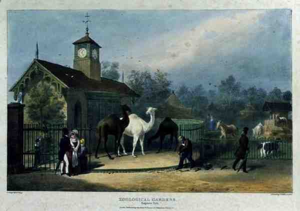 The Camel House at the Zoological Gardens, Regent's Park, engraved and pub. by the artist, printed by Charles Hullmandel 1789-1850, 1835