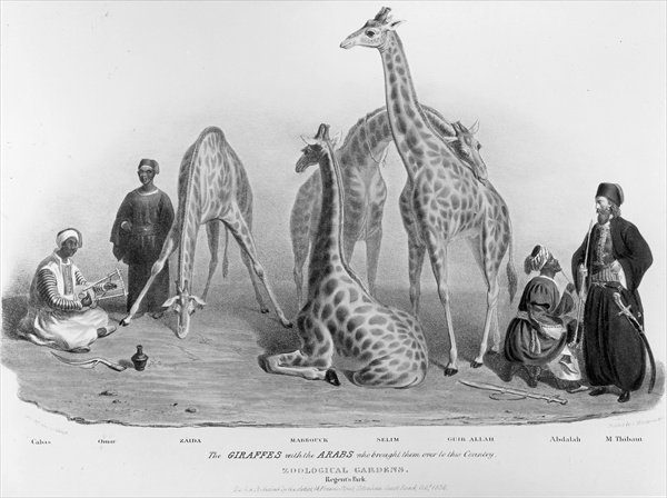 The Giraffes with the Arabs who brought them over to this country, Zoological Gardens, Regents Park, 1836