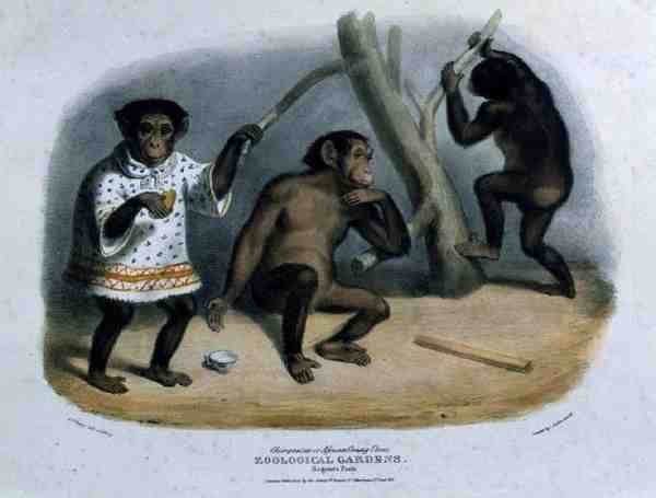 Chimpanzee or African Orang-Utan at the Zoological Gardens, Regents Park, engraved and pub. by the artist, printed by Charles Hullmandel 1789-1850, 1835