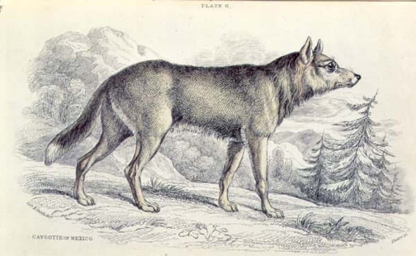 Lyciscus cagottis Mexican Coyote 1845, plate 6 from Vol 4 of Sir William Jardines The Naturalists Library, pub. 1833-45