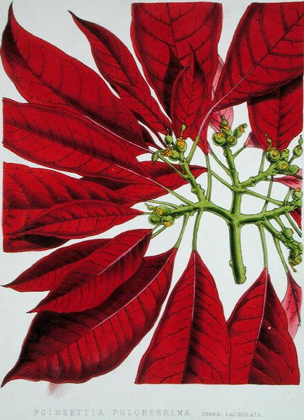 Poinsettia Pulcherrima