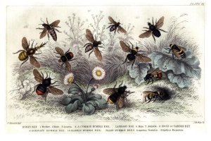 Study of different bees, engraved J. Bishop