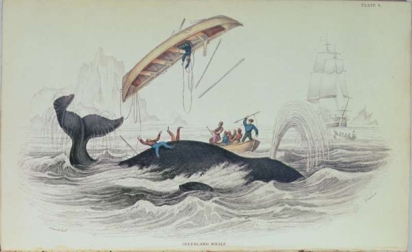 Greenland Whale, book illustration engraved by William Home Lizars 1788-1859