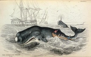 The Spermaceti Whale, engraved by William Home Lizars (1788-1859) plate 9 from Vol 12 of Sir William Jardines Naturalists Library, pub. 1833-45