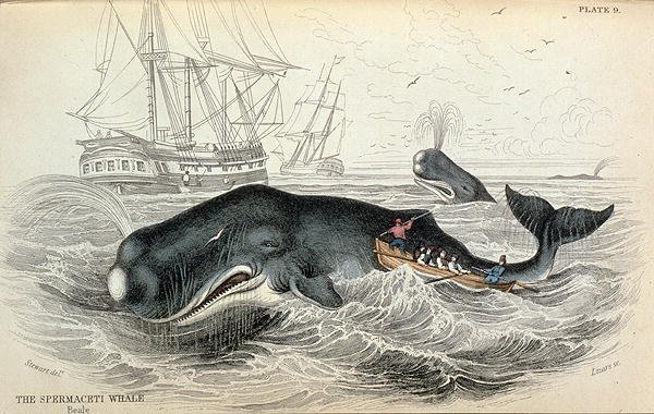The Spermaceti Whale, engraved by William Home Lizars (1788-1859) plate 9 from Vol 12 of Sir William Jardines Naturalists Library, pub. 1833-45