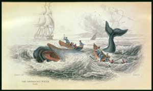 The Spermaceti Whale, engraved by William Home Lizars 1788-1859 plate 10 from Vol 12 of Sir William Jardines Naturalists Library, pub. 1833-45