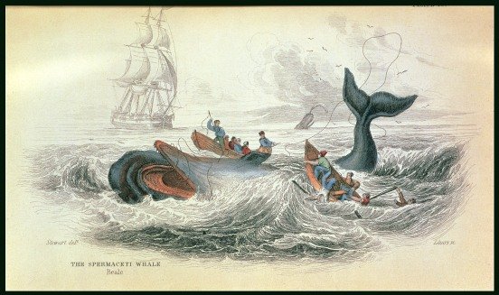 The Spermaceti Whale, engraved by William Home Lizars 1788-1859 plate 10 from Vol 12 of Sir William Jardines Naturalists Library, pub. 1833-45