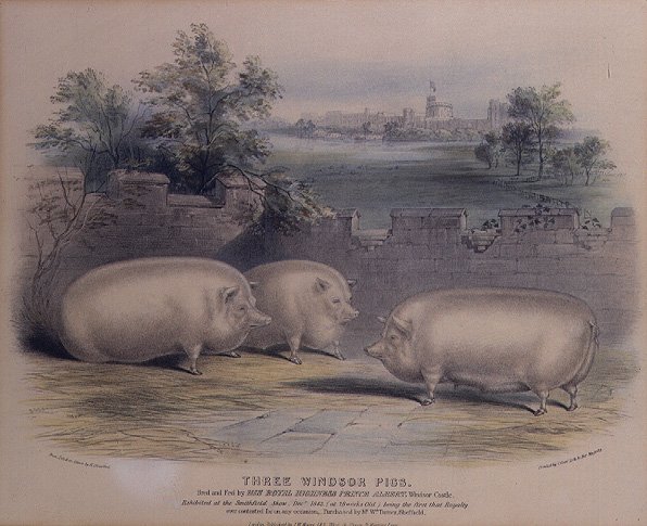 Three prize pigs bred by Prince Albert at Windsor Castle,engraved by H. Stafford fl.1829 1843,