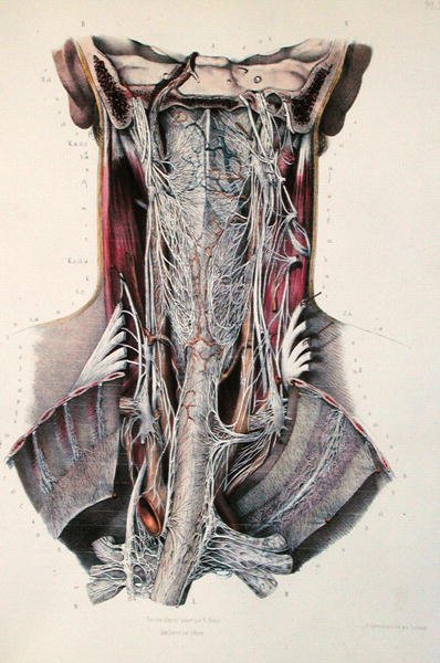 Cross-section of the neck, plate from Traite Complet de lAnatomie de lHomme by Jean-Baptiste Marc Bourgery 1797-1849 1866-67