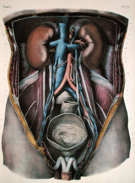 The kidneys and bladder, plate from Traite Complet de lAnatomie de lHomme by Jean-Baptiste Marc Bourgery 1797-1849 engraved by Nicolas Henri Jacob 1782-1871 1866-67