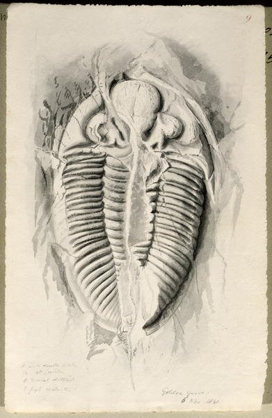 Trilobite from Golden Grove, 6th November 1841