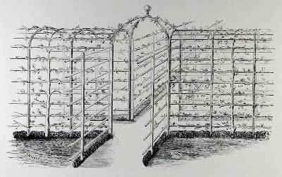 Climber from Thomas Mawsons The Art and Craft of Garden Making