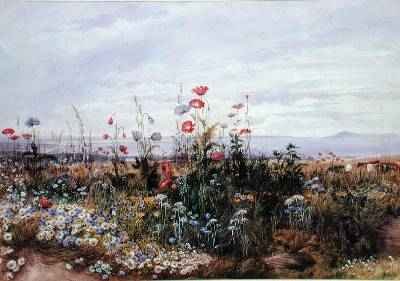 Wildflowers with a View of Dublin Dunleary