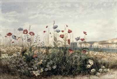 Wild Flowers on the Irish Coast