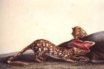 Long-tailed dasyure of New South Wales