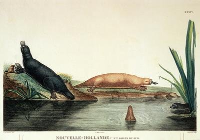 Duck-billed platypi of New South Wales