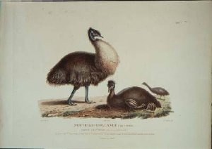 Family of New Holland Cassowarys