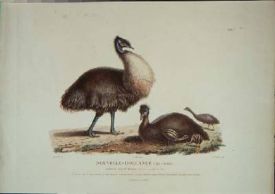 Family of New Holland Cassowarys