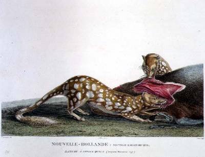 Dasyurus Macrourus a Long-Tailed Dasyure