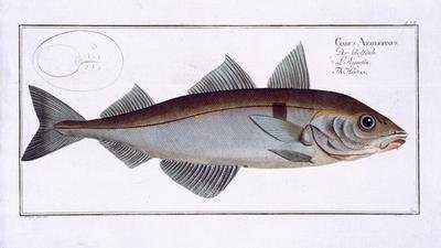 Haddock Gadus Aeglefinus