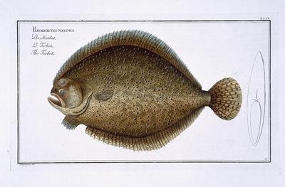 Turbot Pleuronectes Maximus