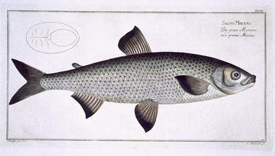 Salmon Salmo Maraena