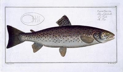 Sea Trout Salmo Trutta