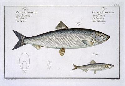 Herring Clupea Harengus