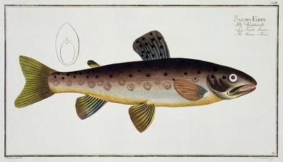 Brown Trout Salmo Iasustris