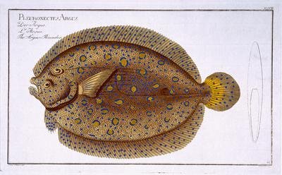 The Argus Flounder Pleuronectes Argus