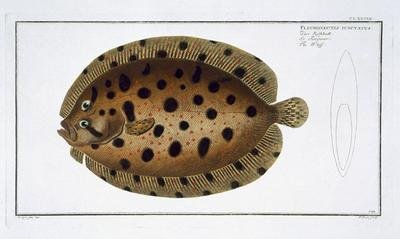 The Whiff Pleuronectus Punctatus