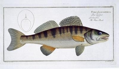 Pike Perch Perca lucioperca